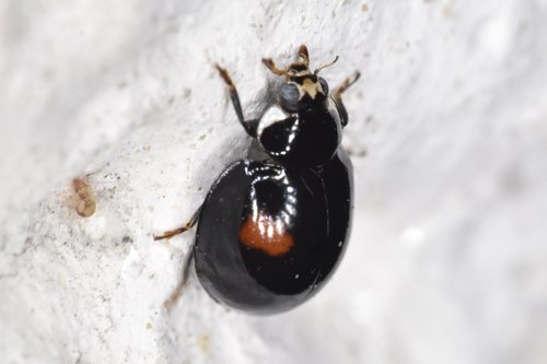 Ashy Gray Lady Beetle