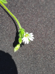 Cerastium holosteoides
