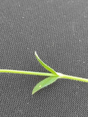 Cerastium holosteoides