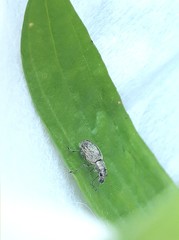 Entiminae