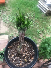 Amorphophallus konjac