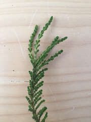 Ericeae