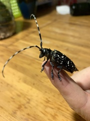 Anoplophora glabripennis