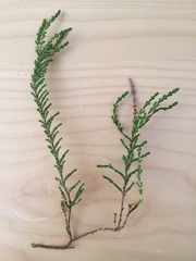 Ericeae