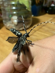 Anoplophora glabripennis