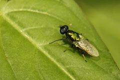Prosopochrysa vitripennis