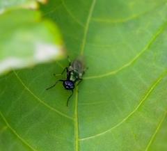 Prosopochrysa vitripennis