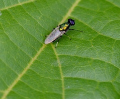 Prosopochrysa vitripennis