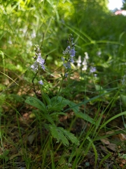 Veronica officinalis