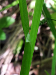 Poa remota
