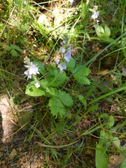 Veronica officinalis