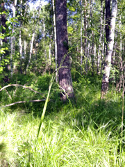 Poa remota