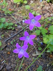 Campanula patula
