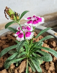 Dianthus chinensis