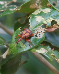 Strigapoderopsis submarginatus