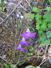 Campanula patula