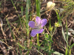 Geranium collinum