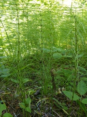 Equisetum pratense