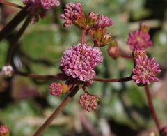 Eriogonum grande rubescens