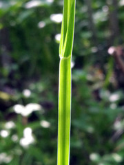 Poa remota