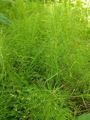 Equisetum pratense