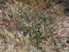 Eriogonum grande rubescens