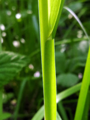 Poa remota