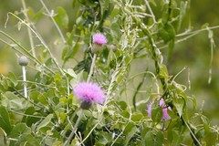Cirsium texanum
