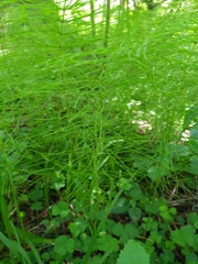 Equisetum pratense