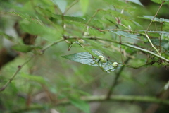 Rubus trianthus