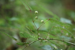 Rubus trianthus