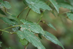Rubus trianthus