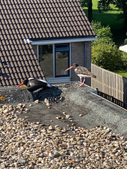 Haematopus ostralegus