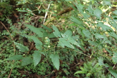 Rubus trianthus