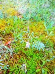 Astragalus arenarius