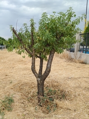 Prunus amygdalus