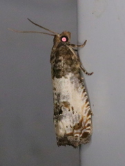 Notocelia rosaecolana