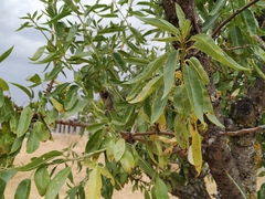 Prunus amygdalus