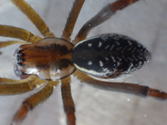 Corasoides australis