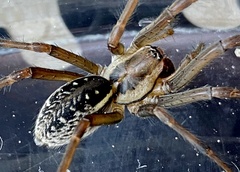 Corasoides australis