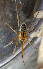 Corasoides australis