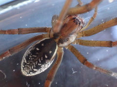 Corasoides australis