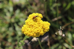 Achillea tomentosa