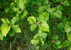 Crataegus chlorosarca