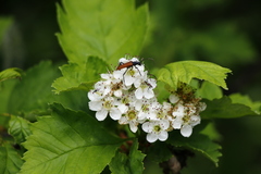 Crataegus chlorosarca