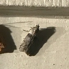 Sciota subcaesiella