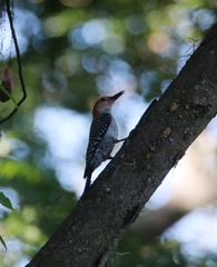 Melanerpes carolinus