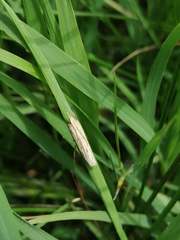 Ematheudes punctella