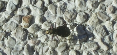 Cicindela