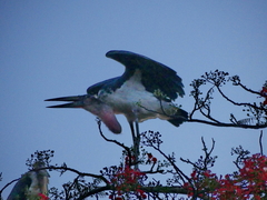 Leptoptilos crumenifer